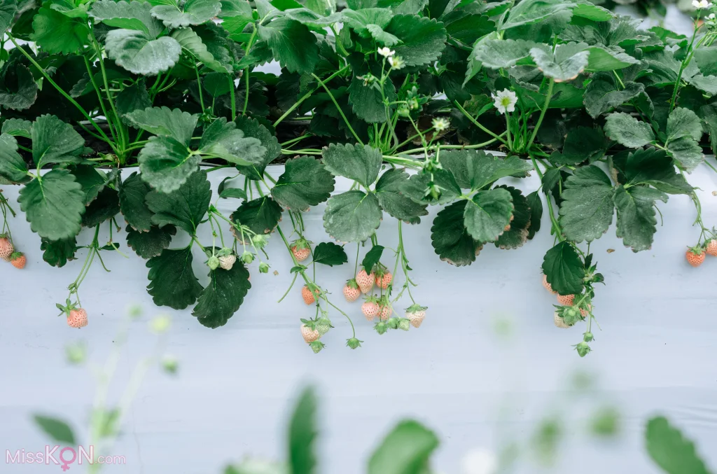 Coser@Ely_eee (ElyEE子): Strawberry Picking Date (34 photos + 2 videos) – Page 2